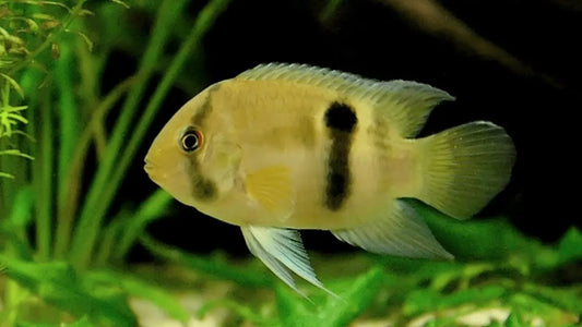 Keyhole Cichlid (Cleithracara maronii)