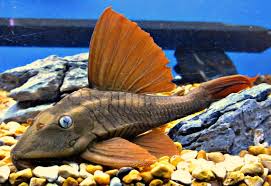 Blue-Eyed Red Fin Pleco (L137)