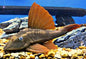 Blue-Eyed Red Fin Pleco (L137)