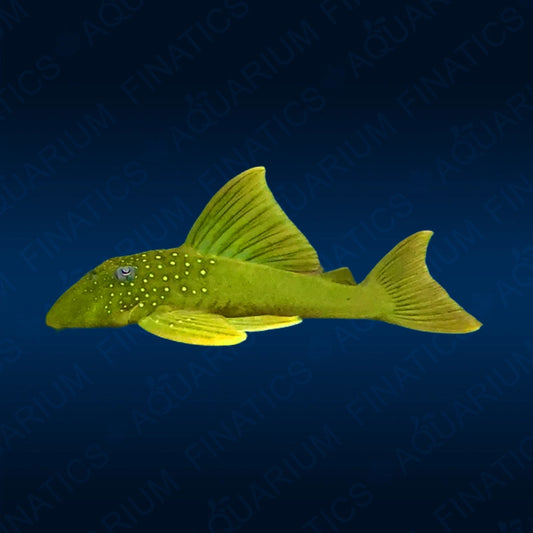 Green Phantom Pleco (L200)