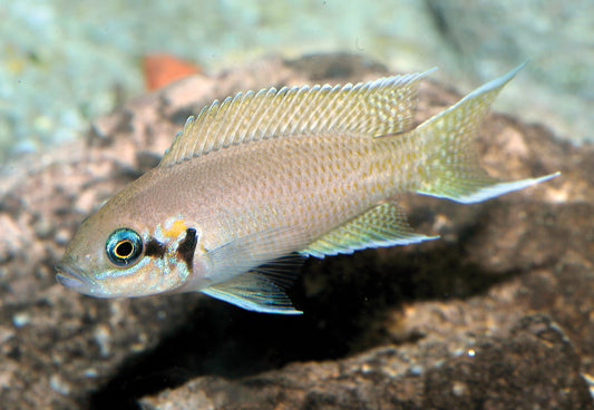 Lyretail Cichlid (Neolamprologus brichardi)