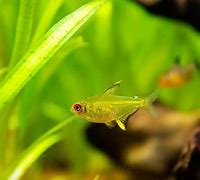 Lemon Tetras (Hyphessobrycon pulchripinnis)