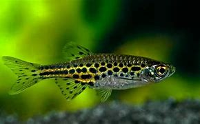 Leopard Danio (Danio rerio var. leopard)