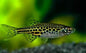 Leopard Danio (Danio rerio var. leopard)
