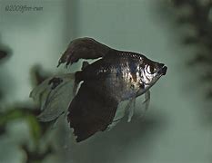 Long Fin Black Widow Tetras (Gymnocorymbus ternetzi var.)