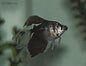 Long Fin Black Widow Tetras (Gymnocorymbus ternetzi var.)