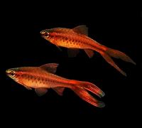 Long Fin Cherry Barb (Puntius titteya)