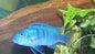 Mixed Blue Mbuna (Various species)
