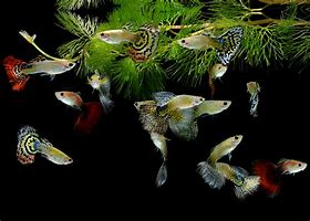 Mixed Variety Guppies (Poecilia reticulata)
