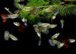 Mixed Variety Guppies (Poecilia reticulata)