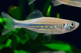 Moustached Danio (Danio sp. "Moustached")