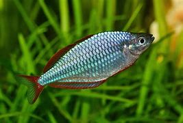 Neon Dwarf Rainbowfish (Melanotaenia praecox)