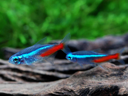 Neon Tetra (Paracheirodon innesi)