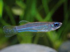 Norman’s Lampeye (Aplocheilichthys normani)