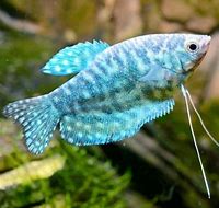 Opaline Gourami (Trichopodus trichopterus var.)
