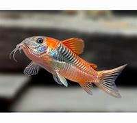 Orange Cory (Corydoras aeneus var. orange)