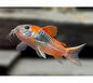 Orange Cory (Corydoras aeneus var. orange)