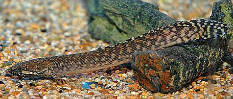 Ornate Bichir (Polypterus Ornatipinnis)