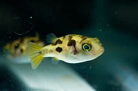 Pea Puffer (Carinotetraodon travancoricus)