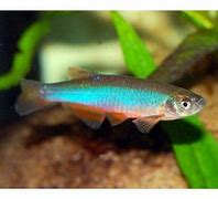 Pearl Danio (Danio albolineatus)