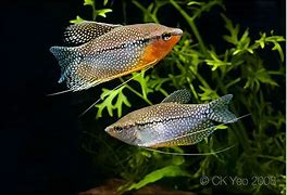 Pearl Gourami (Trichopodus leerii)