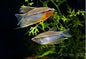 Pearl Gourami (Trichopodus leerii)