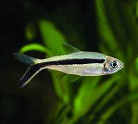 Penguin Tetras (Thayeria boehlkei)