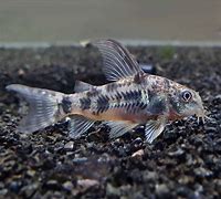 Pepper Cory (Corydoras paleatus)