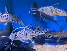 Pictus Catfish (Pimelodus pictus)