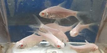 Platinum Albino Tinfoil Barb (Barbodes altus)