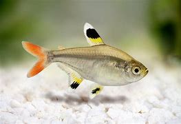 Pristella Tetras (Pristella maxillaris)