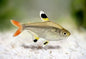 Pristella Tetras (Pristella maxillaris)