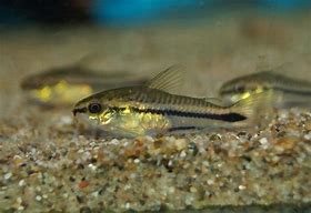 Pygmy Cory (Corydoras pygmaeus)