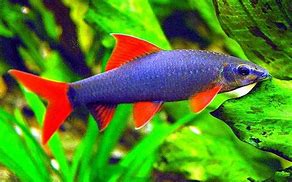 Rainbow Shark (Epalzeorhynchos frenatum)