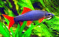 Rainbow Shark (Epalzeorhynchos frenatum)
