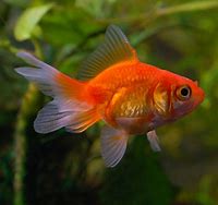 Red Fantail Goldfish (Carassius auratus)
