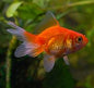Red Fantail Goldfish (Carassius auratus)