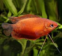Red Honey Gourami (Trichogaster chuna var.)