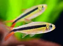 Red Tail Penguin Tetras (Thayeria boehlkei var.)