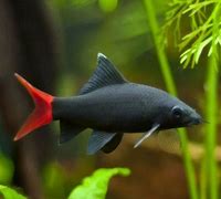 Redtail Black Shark (Epalzeorhynchos frenatum)