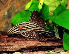 Royal Pleco (Panaque nigrolineatus)
