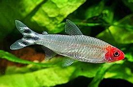 Rummy Nose Tetras (Hemigrammus rhodostomus)