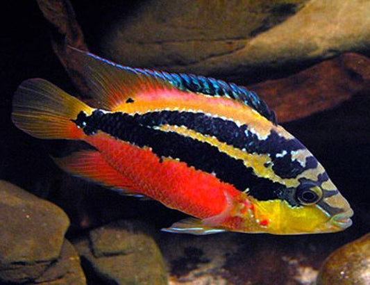 Salvini Cichlid (Cichlasoma salvini)