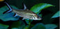 Silver Shark (Balantiocheilos melanopterus)