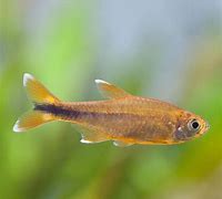 Silver Tip Tetras (Hasemania nana)