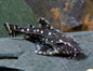 White Spot Catfish (Agamyxis pectinifrons)
