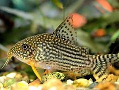 Sterbai Cory (Corydoras sterbai)