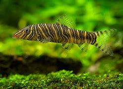 Striata Loach (Botia striata)