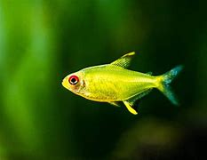 Sweet Lemon Tetras (Hyphessobrycon pulchripinnis var.)