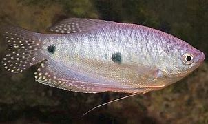 Three-Spot Gourami (Trichopodus trichopterus)